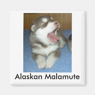 Alaskischer Malamute, alaskischer Malamute Magnet