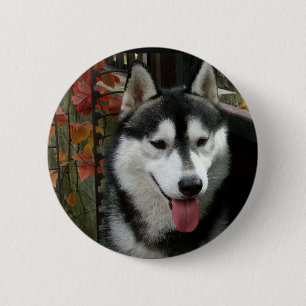 Alaskischer Malamute-Hund 3 Button