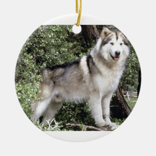 Alaskischer Malamute-Hund Keramikornament (Vorne)