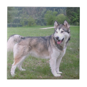 Alaskischer Malamute-Hundefliese Fliese