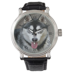 Alaskischer Malamute-Hundephotographie Armbanduhr