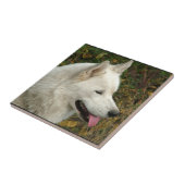 Alaskischer Malamute-Hundephotographie Fliese (Seite)