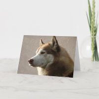Alaskischer Malamute-Hundephotographie