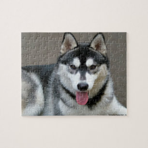 Alaskischer Malamute-Hundephotographie Puzzle