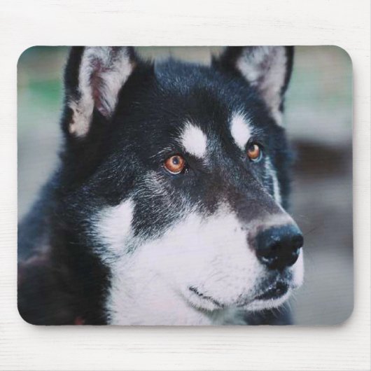Alaskischer Malamute Mousepad (Vorne)