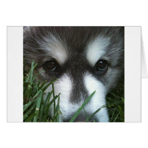 Alaskischer Malamute-Welpe