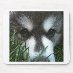 Alaskischer Malamute-Welpe Mousepad