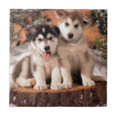 Alaskischer Malamute-Welpen-Fliese Fliese (Vorderseite)