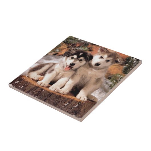 Alaskischer Malamute-Welpen-Fliese Fliese (Seite)