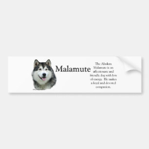 Alaskischer Malamutetrivia-Autoaufkleber Autoaufkleber