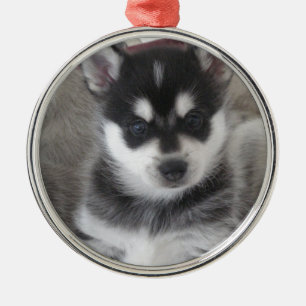 Alaskisches Klee Kai Hündchen Silbernes Ornament