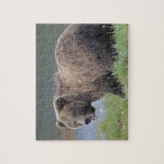 Alaskisches Tier-Foto Brown-Bärn-(Ursus arctos) Puzzle (Vertikal)