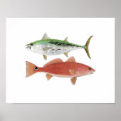 Albacore & Redfish Artwork Poster (Vorne)