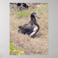 Albatross Chick