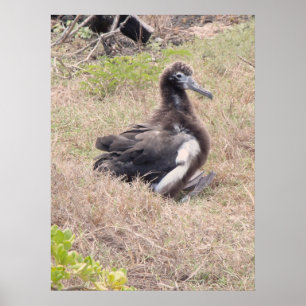 Albatross Chick Poster
