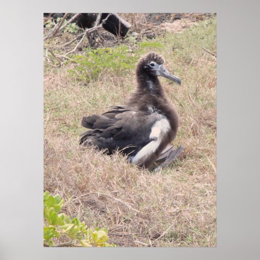 Albatross Chick Poster (Vorne)