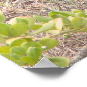 Albatross Chick Poster (Ecke)