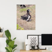 Albatross Chick Poster (Heimbüro)