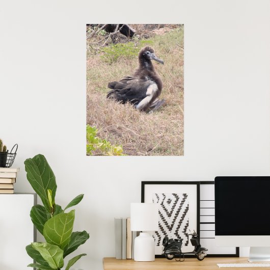 Albatross Chick Poster (Heimbüro)