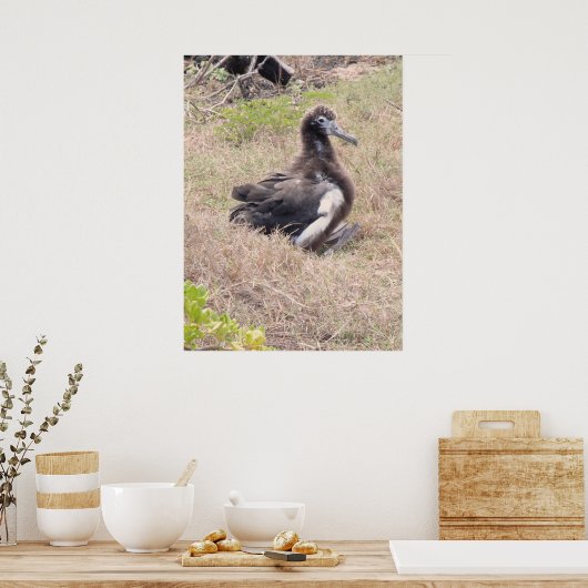 Albatross Chick Poster (Küche)