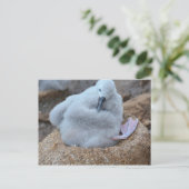 Albatross Chick Postkarte (Stehend Vorderseite)
