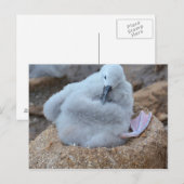 Albatross Chick Postkarte (Vorne/Hinten)