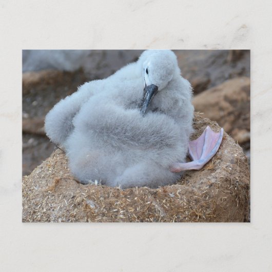 Albatross Chick Postkarte (Vorderseite)