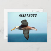 Albatross Flying Postkarte (Vorne/Hinten)