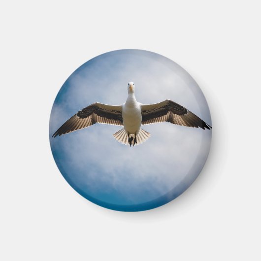 Albatross Magnet (Vorne)