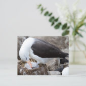 Albatross mit Küken Postkarte (Stehend Vorderseite)