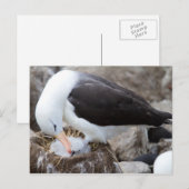 Albatross mit Küken Postkarte (Vorne/Hinten)
