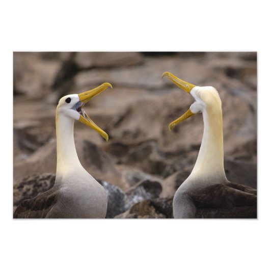 Albatross Phoebastria irrorata) Fotodruck (Vorne)
