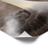 Albatross Phoebastria irrorata) Fotodruck (Ecke)