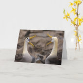 Albatross Phoebastria irrorata) Paar in Karte (Gelbe Blume)