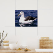 Albatross Poster (Küche)