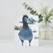 Albatross Postkarte (Stehend Vorderseite)