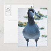 Albatross Postkarte (Vorne/Hinten)