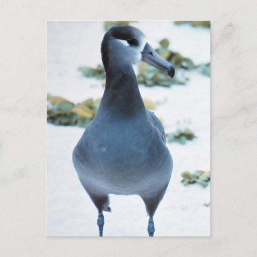 Albatross Postkarte (Vorderseite)