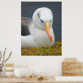 Albatross-Vogel vor der Küste Neuseelands Poster (Küche)