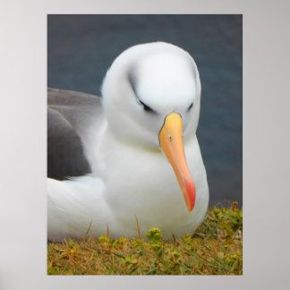 Albatross-Vogel vor der Küste Neuseelands Poster