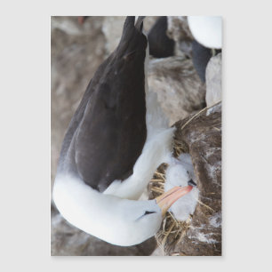 Albatross with a chick magnetkarte