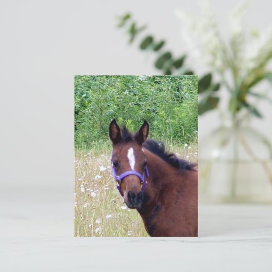 albern1 postkarte (Stehend Vorderseite)