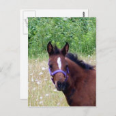 albern1 postkarte (Vorne/Hinten)