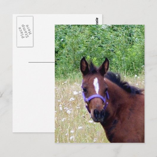 albern1 postkarte (Vorne/Hinten)