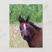 albern1 postkarte (Vorderseite)