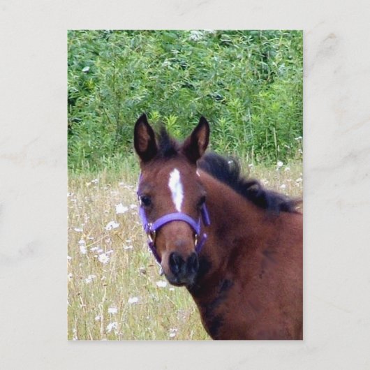 albern1 postkarte (Vorderseite)