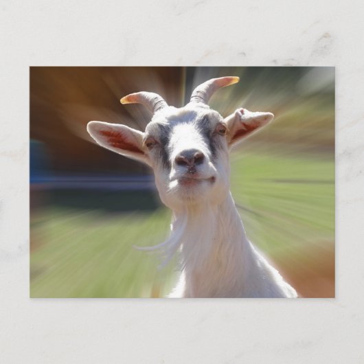 Albern BillyGoat-Foto Postkarte (Vorderseite)