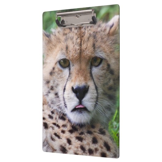 Albern Cheetah Cub Klemmbrett (Links)