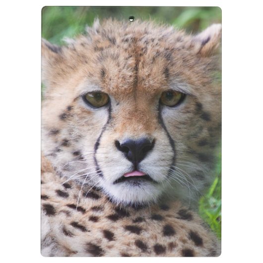 Albern Cheetah Cub Klemmbrett (Rückseite)