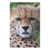 Albern Cheetah Cub Mini Klemmbrett (Rückseite)